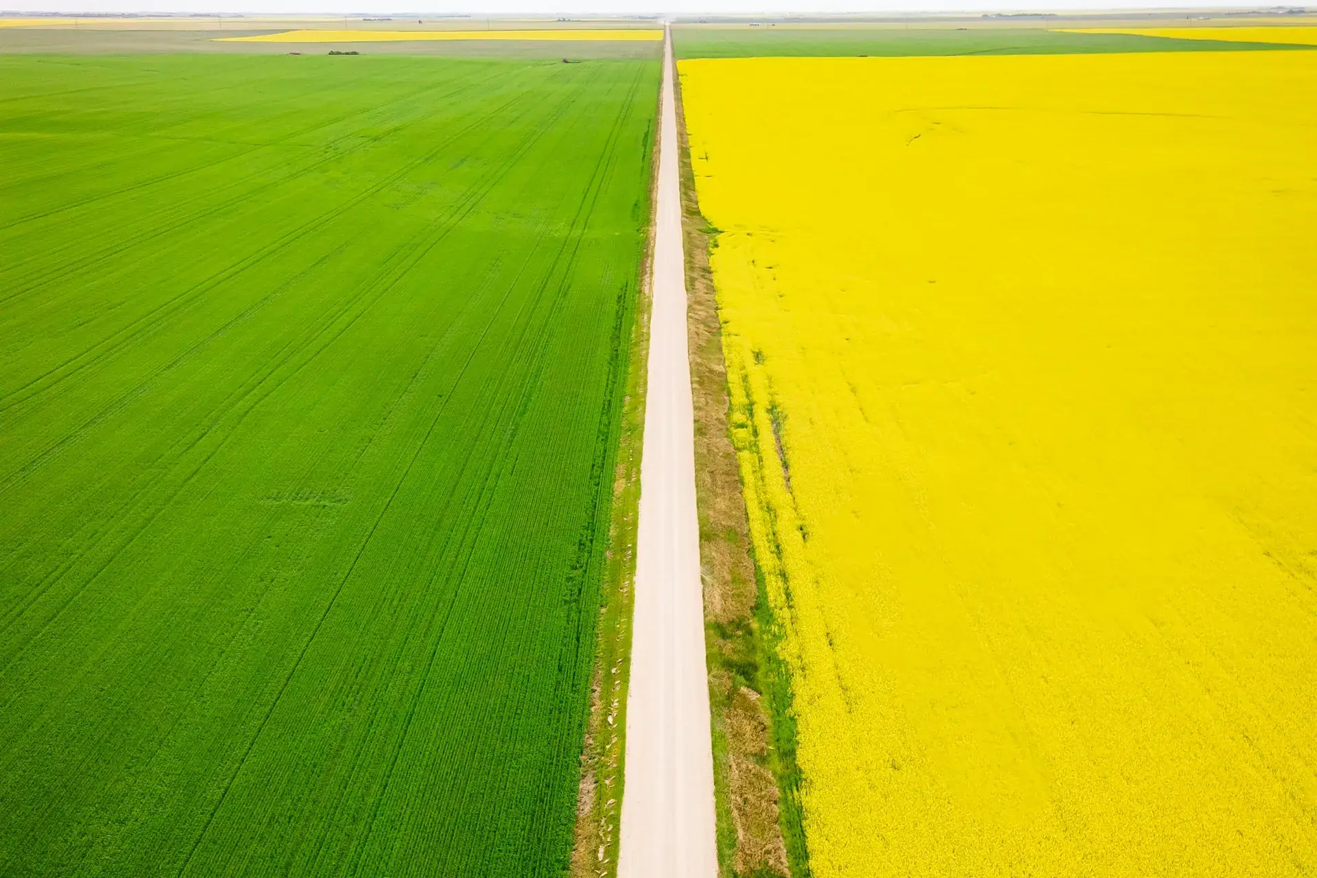 Rural access road between agricultural fields in Saskatchewan